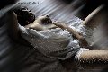 Foto Pamela L' Italiana Piu' Calda Annunci Transescort Firenze - 101